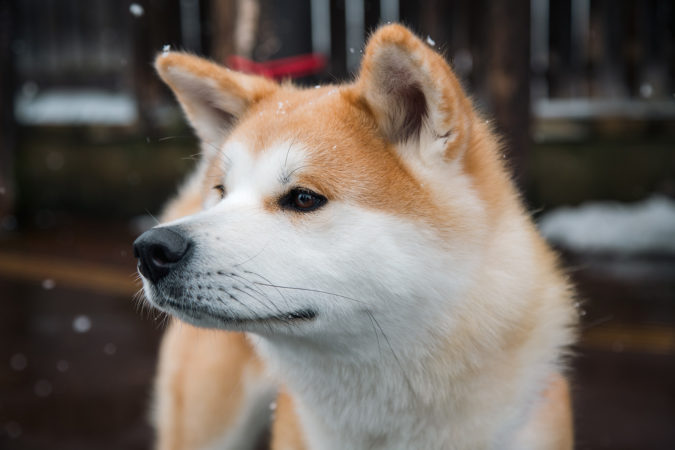 Akita Dog | Vikash Autar Television Program Film Director Hong Kong and Sydney