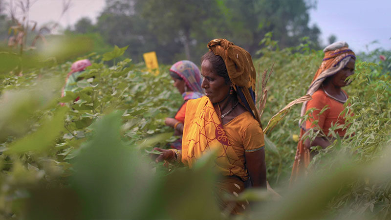 Indian Female Cotton Farmers | Vikash Autar Film and Television Director