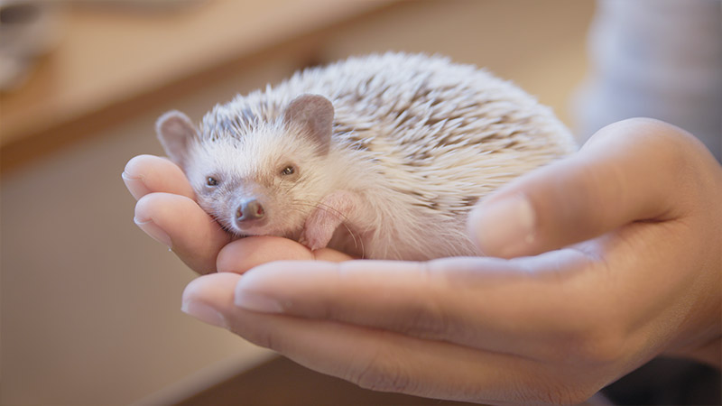 ANYDOKO × Hedgehog Cafe in Tokyo