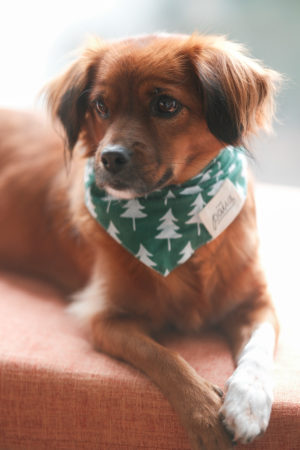 Brown dog sitting in window with Bandana | Vikash Autar Television Program Film Director Hong Kong and Sydney